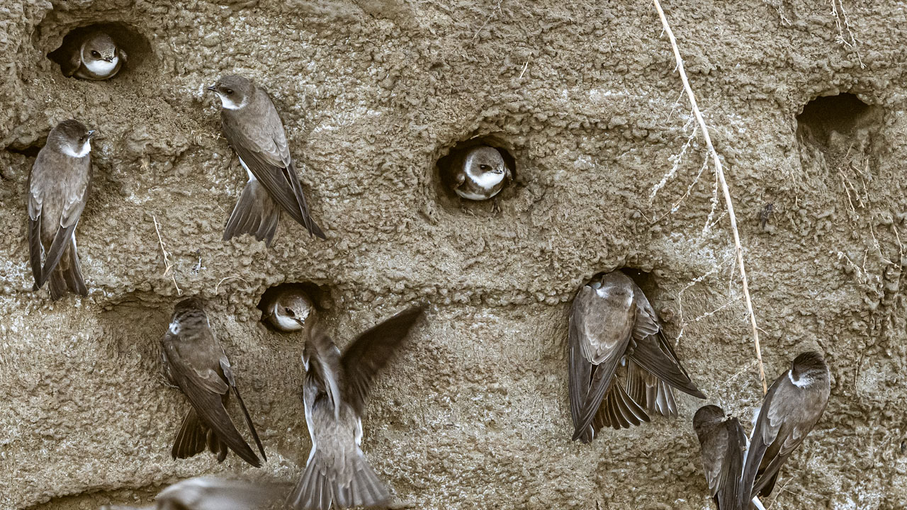 Foto - Flamingolar, balıkçıllar, ak çaylaklar… Yumurtalık’ta kuş cümbüşü başladı