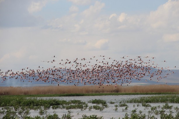 Foto - Flamingolar göç yolunda dron ile görüntülendi