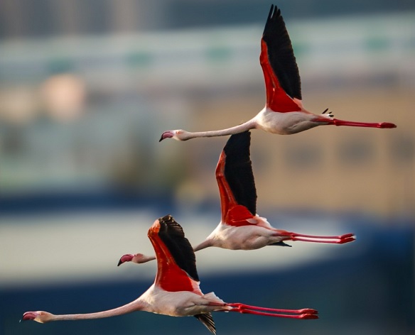 Flamingolar görsel şölen oluşturdu