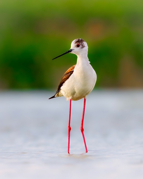 Foto - Flamingolar görsel şölen oluşturdu