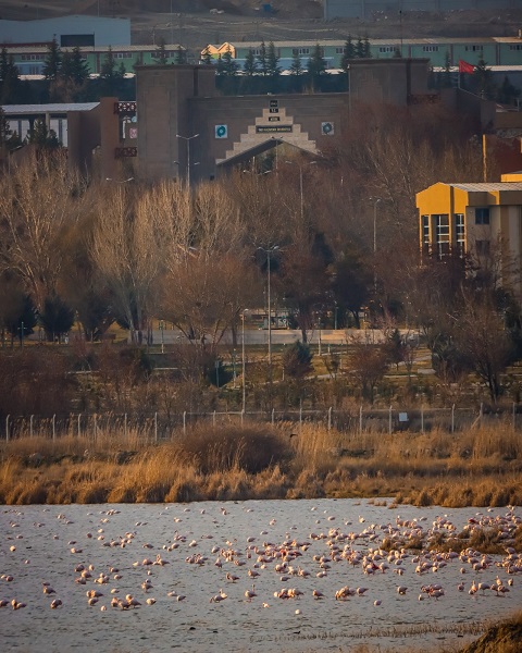 Foto - Flamingolar görsel şölen oluşturdu