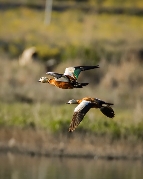 Foto - Flamingolar görsel şölen oluşturdu
