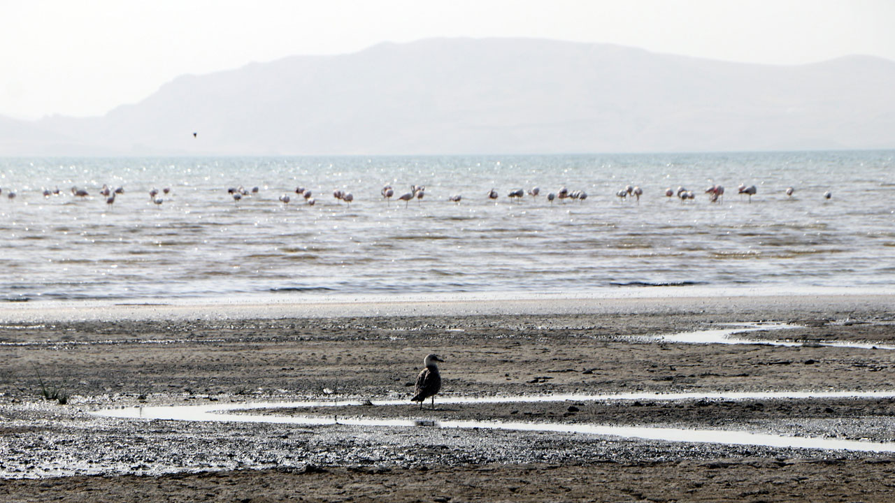 Flamingolar terk etti! Erçek Gölü çölleşiyor