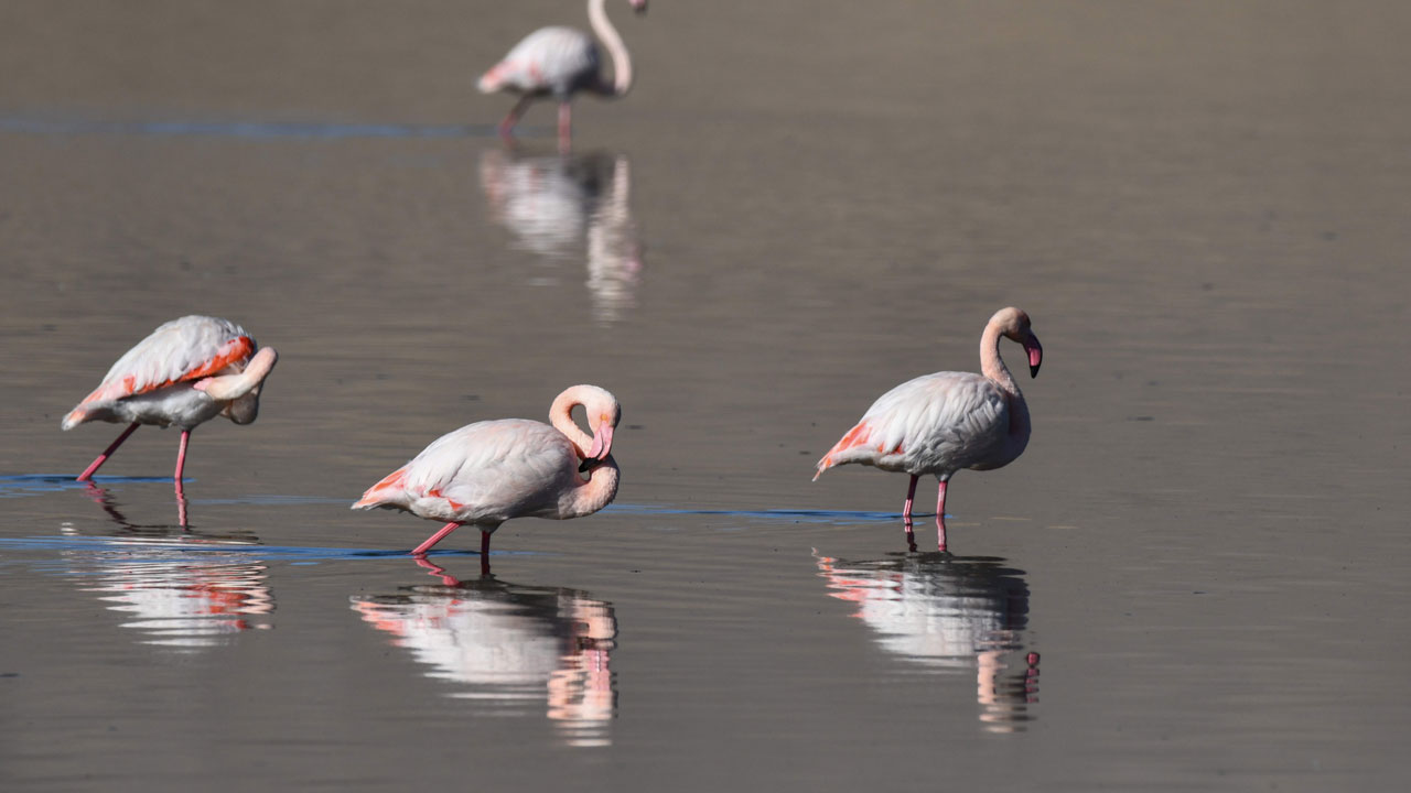 Foto - Flamingolar terk etti! Erçek Gölü çölleşiyor