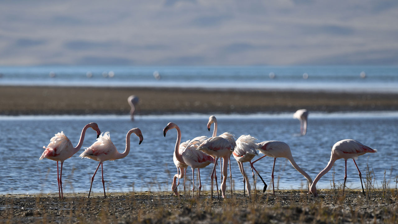Foto - Flamingolar terk etti! Erçek Gölü çölleşiyor