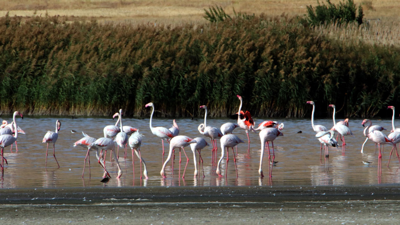 Foto - Flamingolar terk etti! Erçek Gölü çölleşiyor
