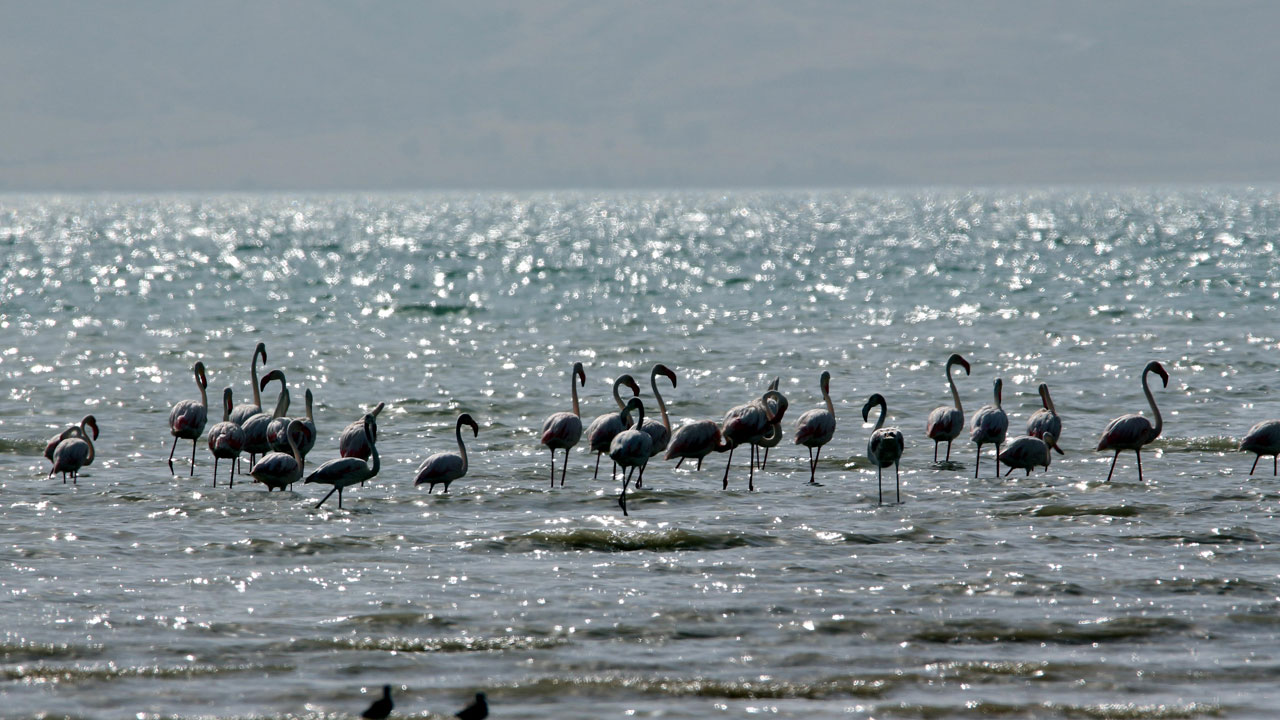 Foto - Flamingolar terk etti! Erçek Gölü çölleşiyor