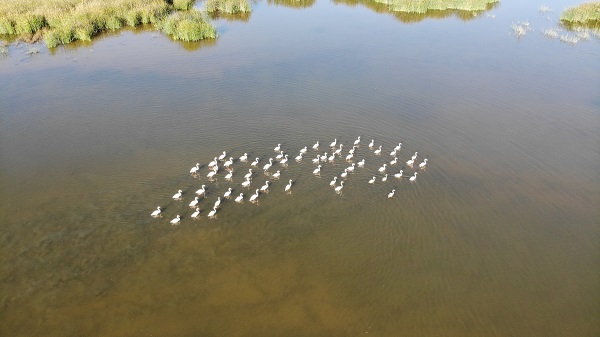 Foto - Flamingolar Türkiye'ye veda ediyor