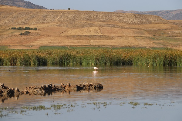 Foto - Flamingolar Türkiye'ye veda ediyor