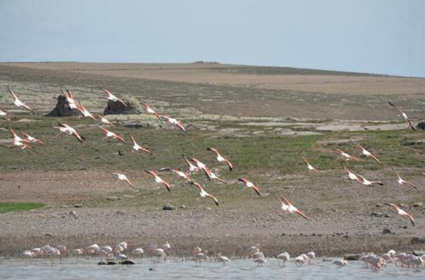 Foto - Flamingolar, Tuz Gölü'ne geldi