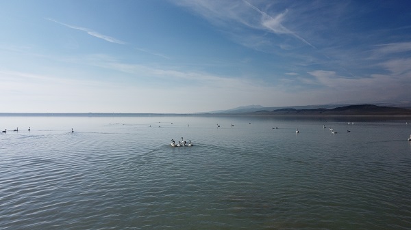 Foto - Flamingolar yerini ötücü kuşlara bıraktı