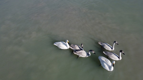 Foto - Flamingolar yerini ötücü kuşlara bıraktı
