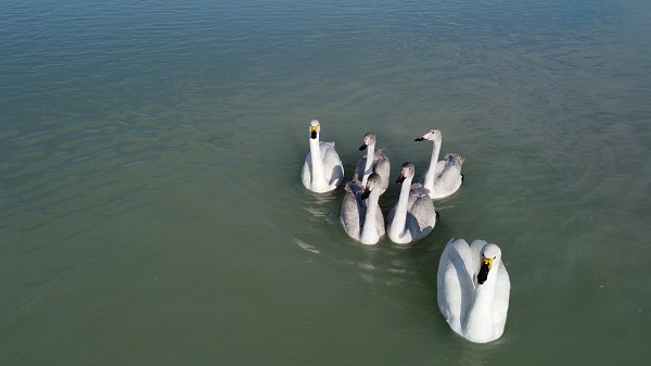 Foto - Flamingolar yerini ötücü kuşlara bıraktı