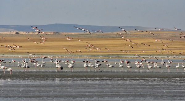 Foto - Flamingolara ev sahipliği yapıyordu! O gölün son hali yürek burktu