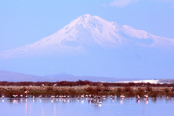 Foto - Flamingoların dansı mest ediyor