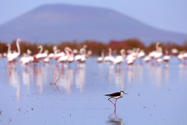 Foto - Flamingoların dansı mest ediyor