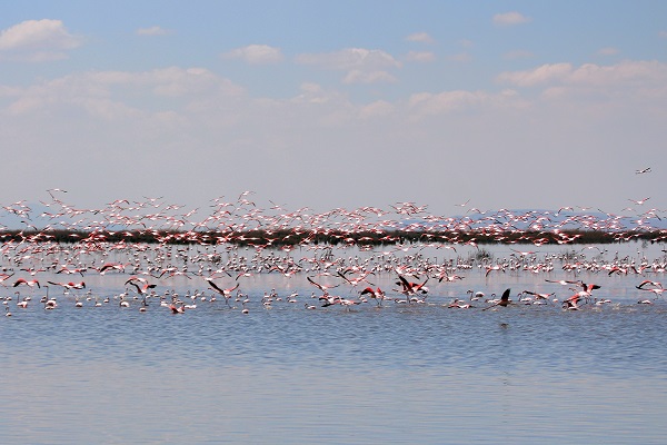 Foto - Flamingoların dansı mest ediyor