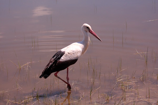 Foto - Flamingoların dansı mest ediyor