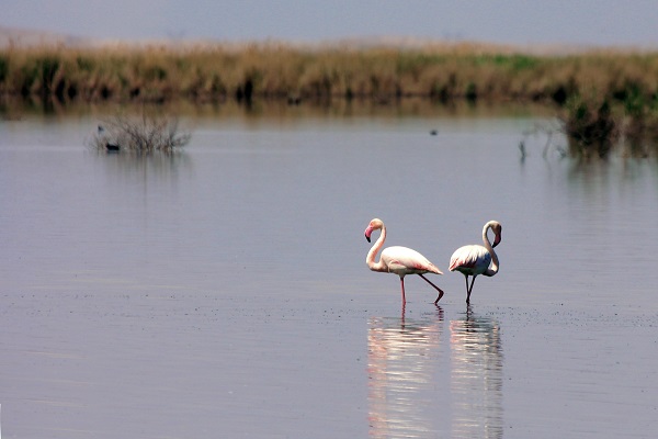 Foto - Flamingoların dansı mest ediyor
