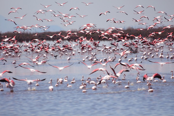 Flamingoların dansı mest ediyor