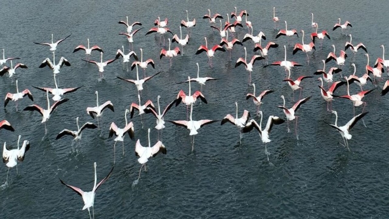 Flamingoların ilk kafilesinin göçü başladı! Van Gölü havzasına geldiler