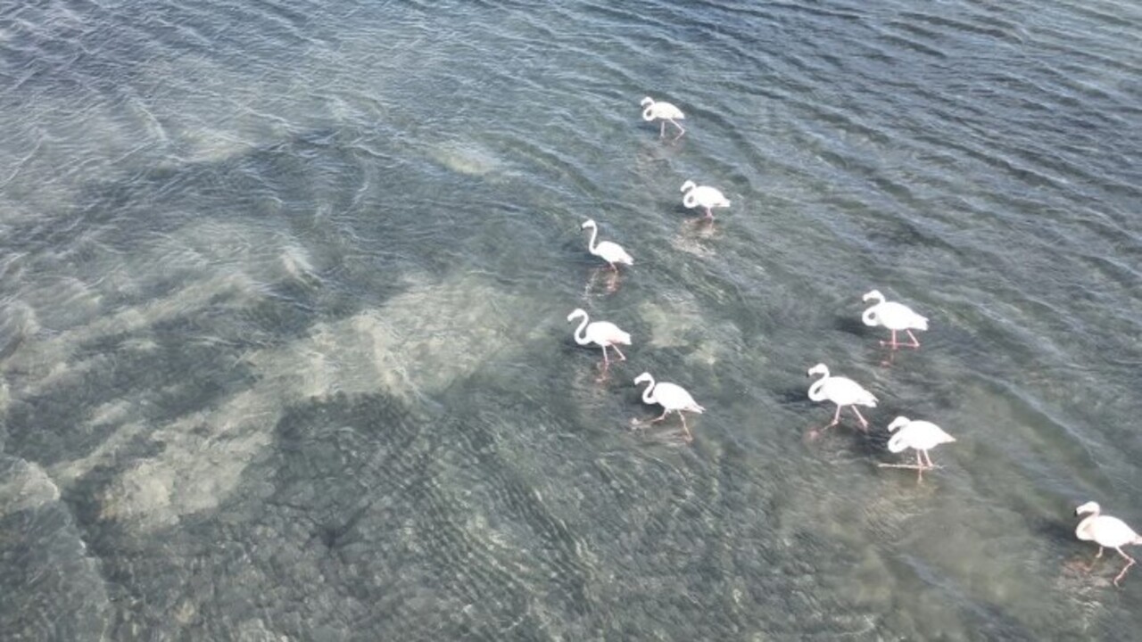 Foto - Flamingoların ilk kafilesinin göçü başladı! Van Gölü havzasına geldiler