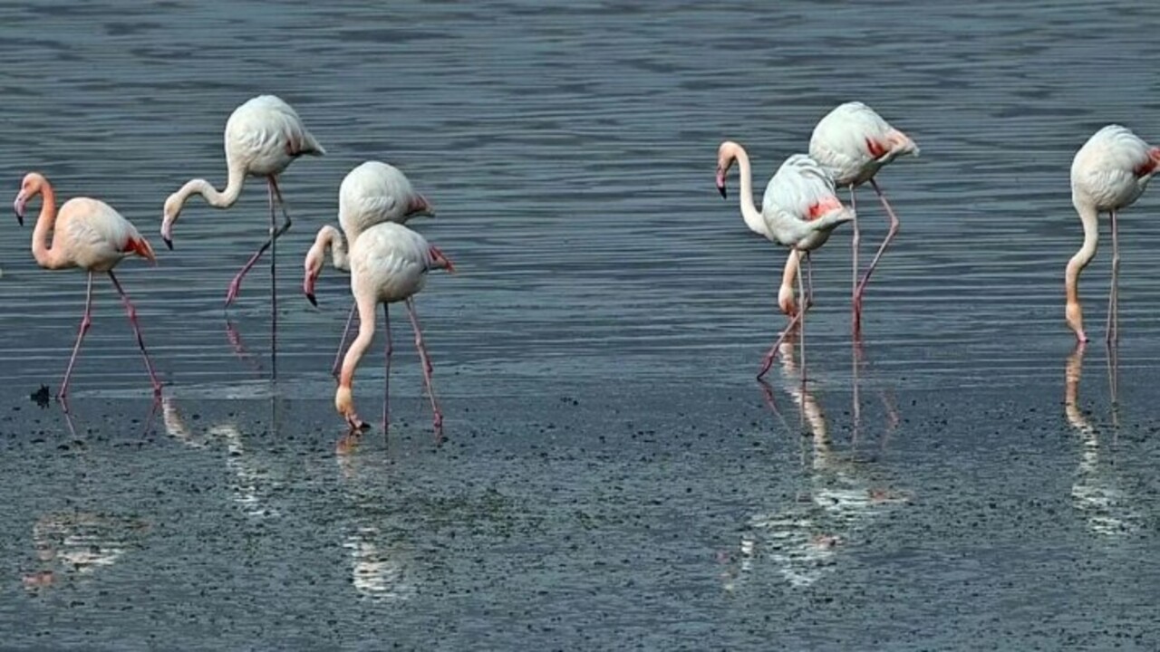 Foto - Flamingoların ilk kafilesinin göçü başladı! Van Gölü havzasına geldiler