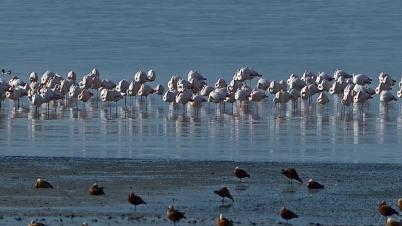 Foto - Flamingoların ilk kafilesinin göçü başladı! Van Gölü havzasına geldiler