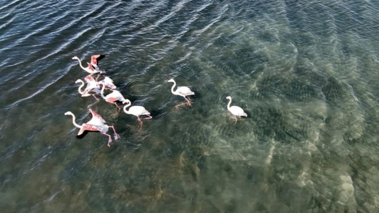 Foto - Flamingoların ilk kafilesinin göçü başladı! Van Gölü havzasına geldiler