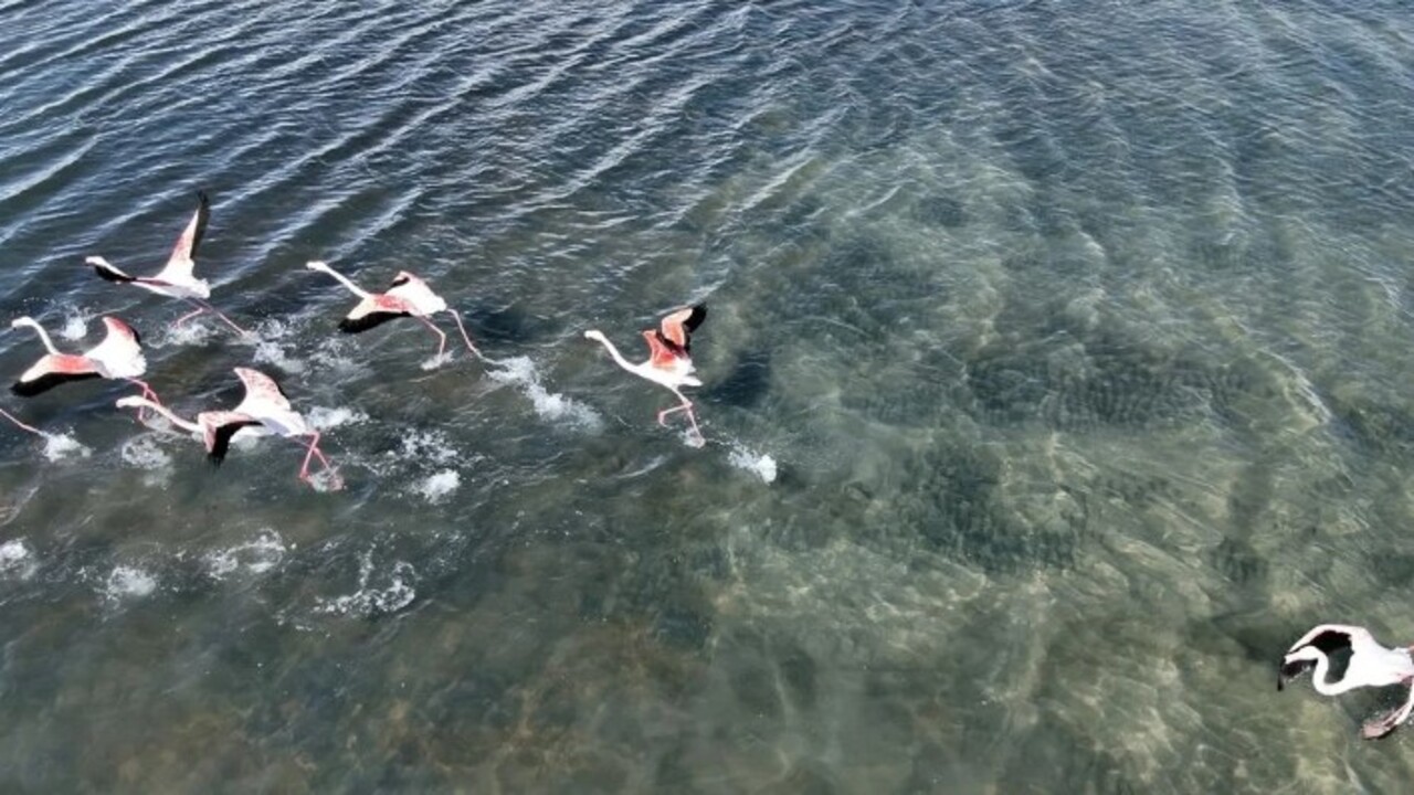 Foto - Flamingoların ilk kafilesinin göçü başladı! Van Gölü havzasına geldiler