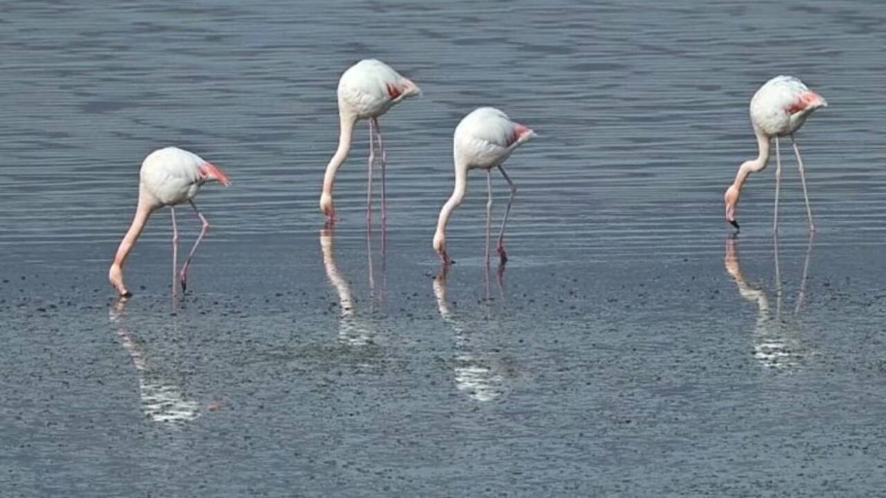Foto - Flamingoların ilk kafilesinin göçü başladı! Van Gölü havzasına geldiler