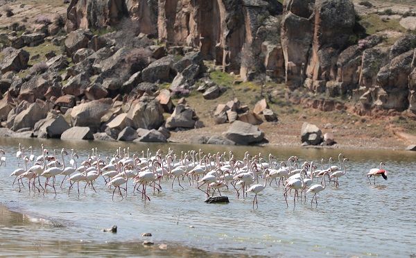 Foto - Flamingoların uğrak noktası: Mamasın Barajı