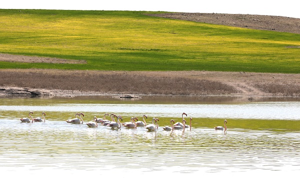 Foto - Flamingoların uğrak noktası: Mamasın Barajı