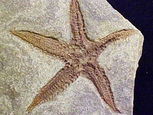 Foto - Fosil nasıl oluşur?