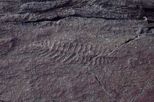 Foto - Fosil nasıl oluşur?