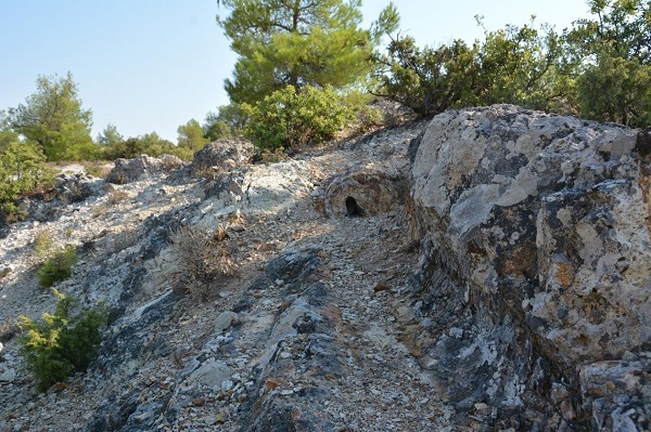 Foto - Fosil ormanı tabiat anıtı olarak tescillendi