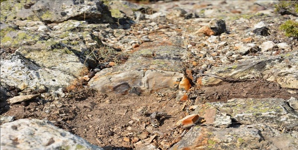 Foto - Fosil ormanı tabiat anıtı olarak tescillendi