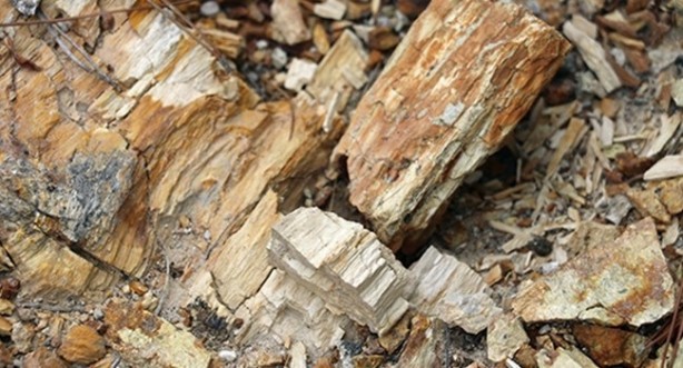 Foto - Fosil ormanı tabiat anıtı olarak tescillendi