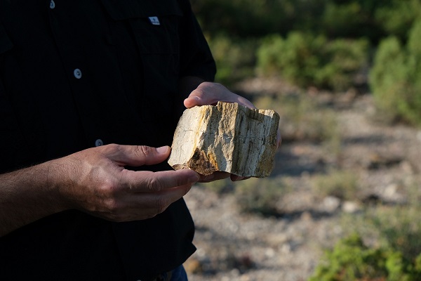 Foto - Fosil ormanı tabiat anıtı olarak tescillendi