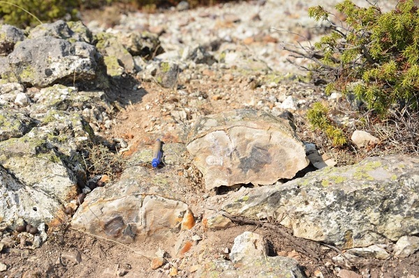 Foto - Fosil ormanı tabiat anıtı olarak tescillendi