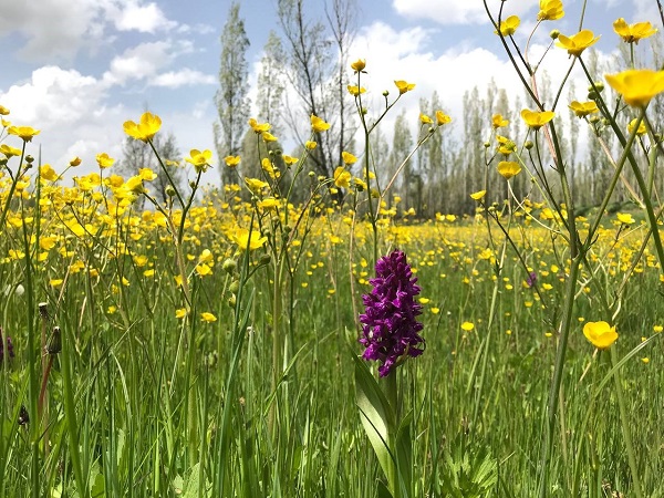 Foto - Fotoğraf çekmek isteyenler akın ediyor