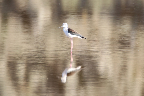 Foto - Fotoğraf tutkunları akın ediyor! Görenleri hayran bırakan manzaralar