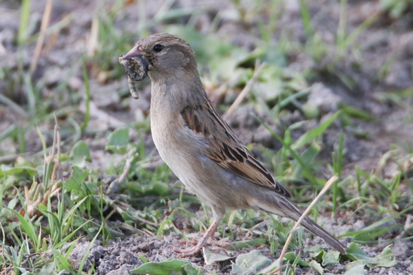 Fotoğraf tutkunları akın ediyor! Görenleri hayran bırakan manzaralar
