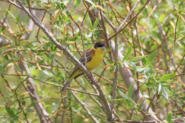 Foto - Fotoğraf tutkunları akın ediyor! Görenleri hayran bırakan manzaralar