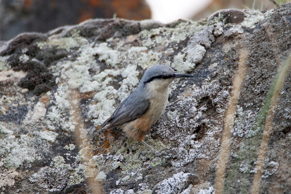 Foto - Fotoğraf tutkunları akın ediyor! Görenleri hayran bırakan manzaralar