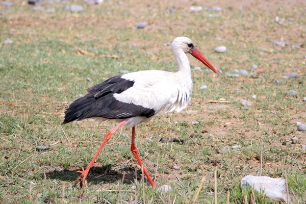 Foto - Fotoğraf tutkunları akın ediyor! Görenleri hayran bırakan manzaralar