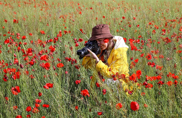 Foto - Fotoğraf tutkunları gelincik tarlalarının yolunu tuttu