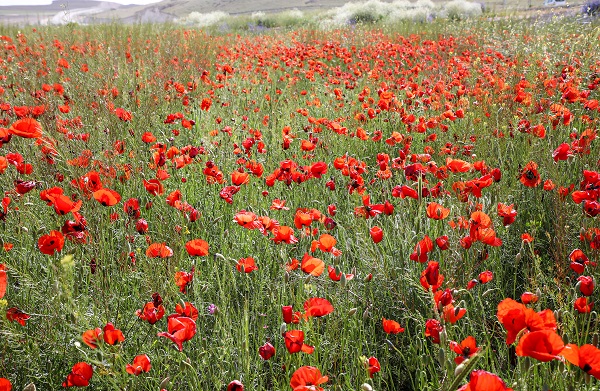 Foto - Fotoğraf tutkunları gelincik tarlalarının yolunu tuttu