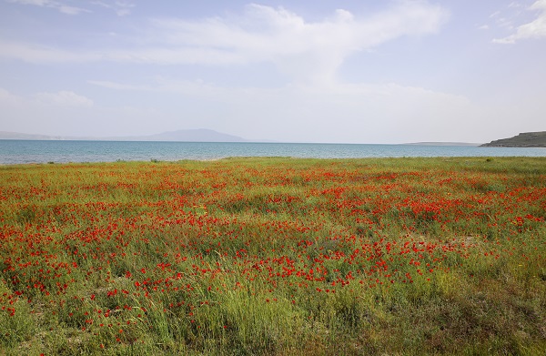 Foto - Fotoğraf tutkunları gelincik tarlalarının yolunu tuttu