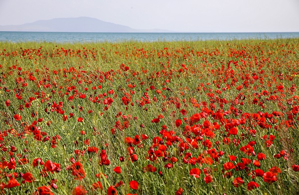 Foto - Fotoğraf tutkunları gelincik tarlalarının yolunu tuttu